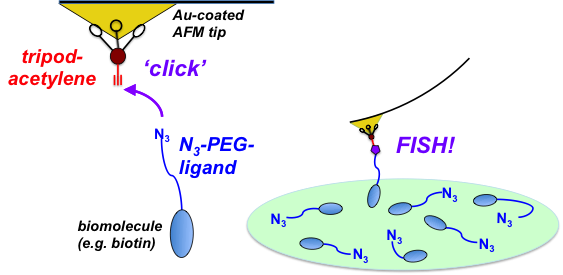 Enlarged view: nanoscale
