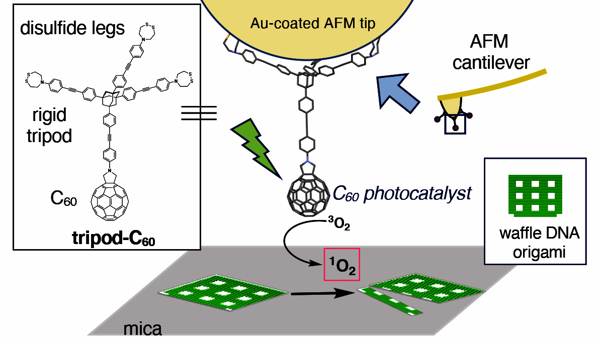 Enlarged view: TOC ACS Nano